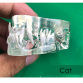 1 pcs Animal tooth model Dog Cat tooth arrangement practice model teaching simulation model Toy Gift