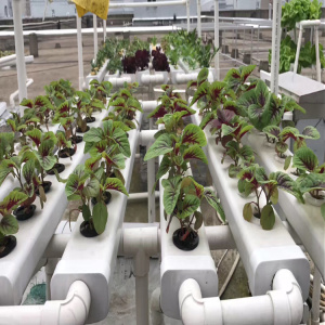 Environmental Nft Hydroponic Pipe For Vegetable