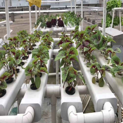 Environmental Nft Hydroponic Pipe For Vegetable Manufacturers and Environmental Nft Hydroponic Pipe For Vegetable Suppliers