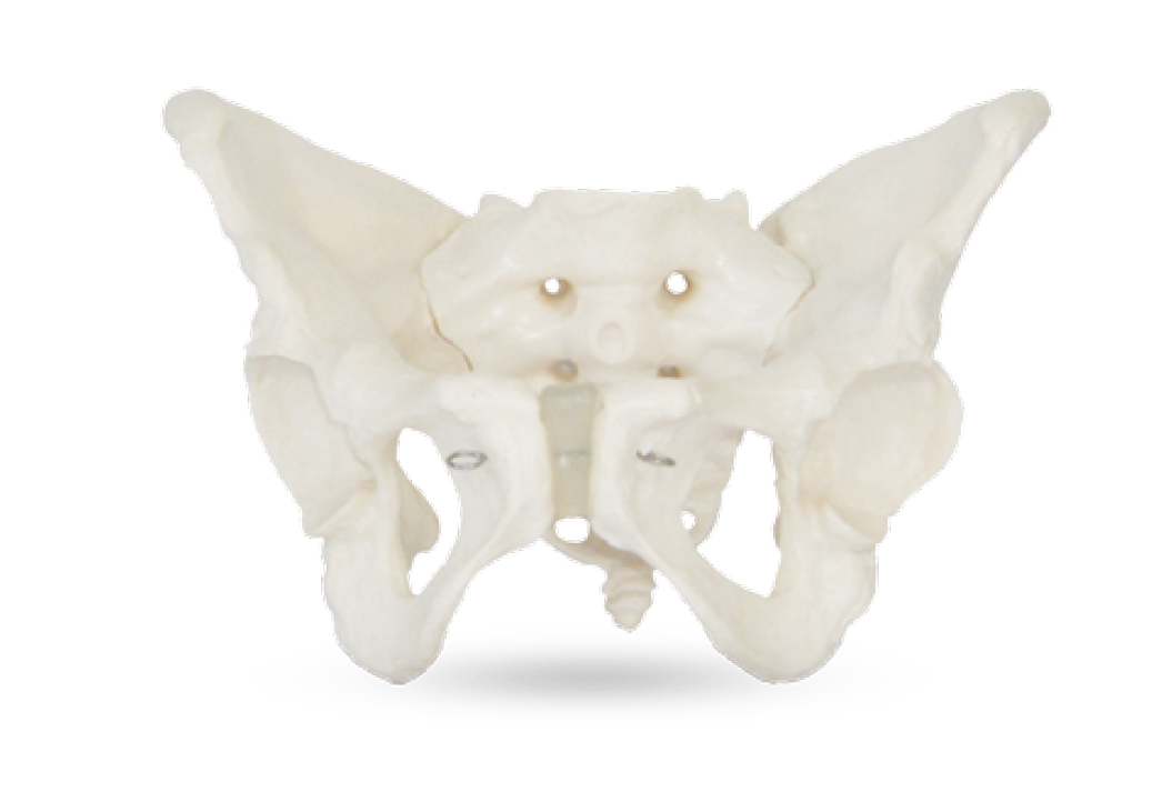 Adult Female Pelvis