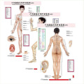 HD Bilingual Female Standard Meridian Points of Human Wall Charts 3X (Front Side Back) Chinese and English for Self Care
