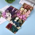 1 Pack Dried Flowers Preserved Flower For DIY Aromatherapy Candle Epoxy Resin Jewelry Making Craft Frame Embossing Accessories