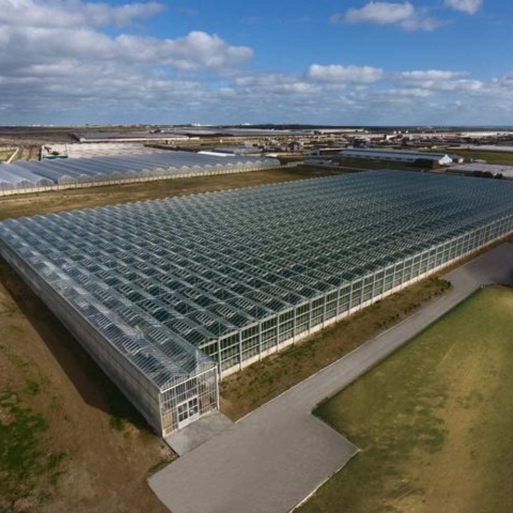 Glass Multi-span Greenhouse
