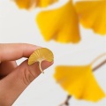 Creative Plant Leaf Pine Nut Ginkgo Leaf Enamel Brooch Alloy Badge Denim Shirt Bag Pin Vintage Jewelry Accessories Gift For Kid