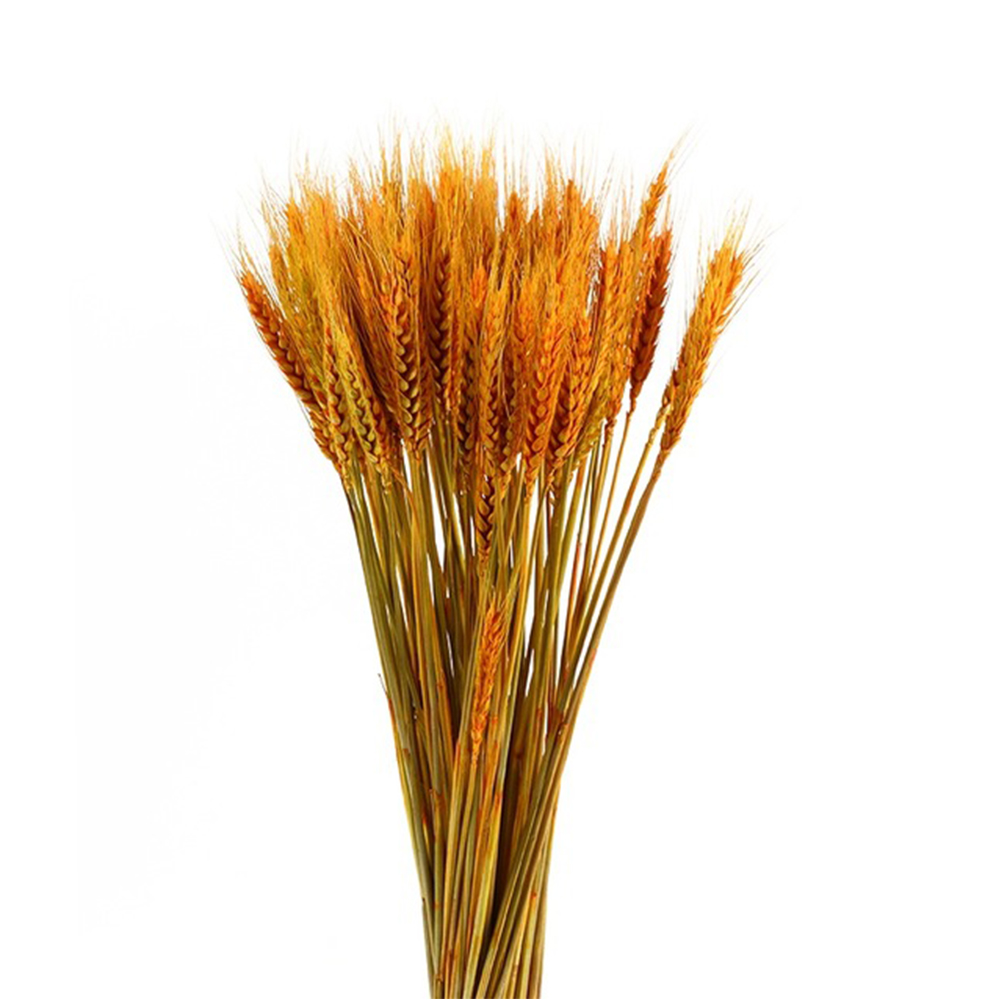 50Pcslot Real Wheat Ear Flower Natural Dried Flowers for Wedding Party Decoration DIY Craft Scrapbook Home Decor Wheat Bouquet 115