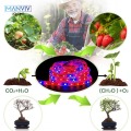 LED Grow Light Full Spectrum Phytolamp Plants IP65 IP20 DC12V Led Lights Stripe Grow Tent Sunlight Led lamp For Indoor Grow Box