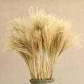 50pcs Real Dried Small Pampas Grass Wedding Flower Bunch Natural Plants Decor Home Decor Dried Flowers Phragmites