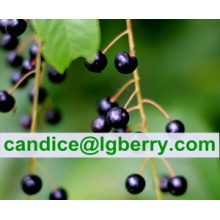 High Quality Prunus Padus Extract