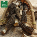 Dried Morel Mushrooms for Sale In Bulk Spice Jungle