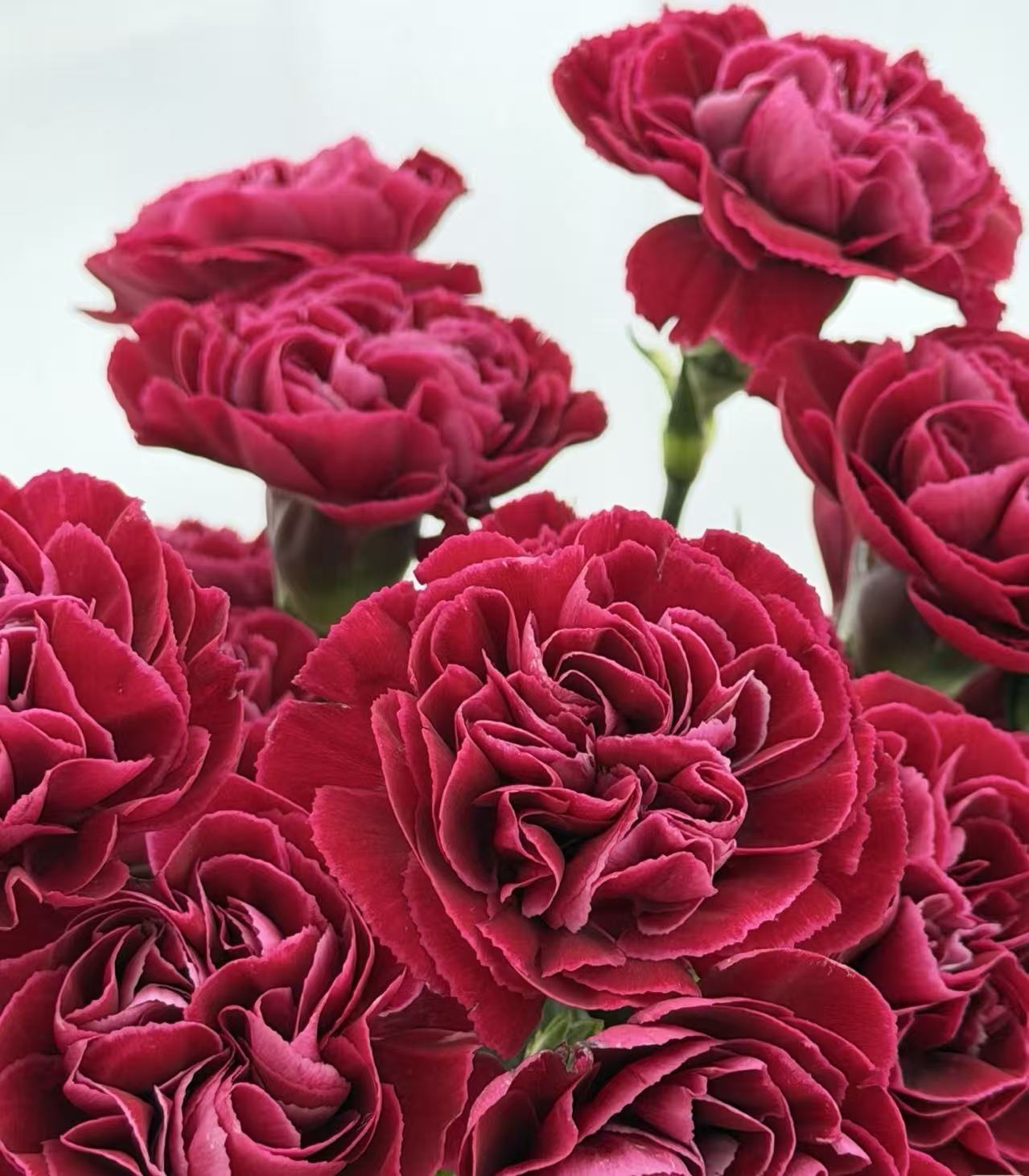 Single-headed Carnation flame4 Single-headed Carnation flame4