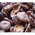 Organic Extract Shiitake Mushroom Extract