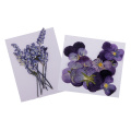 22PC Beautiful Pressed Violet & Sage Flower Dried For Art Craft Scrapbooking