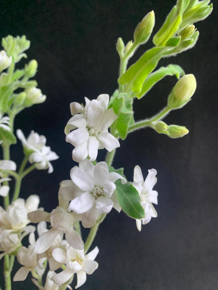 White Star Flower