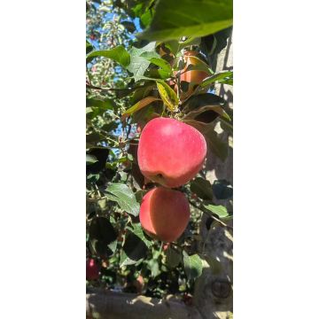 XIGUO Highland Zhaotong Apples Premium Fresh Fruit Selection