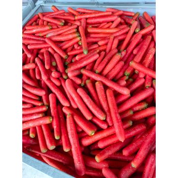 Bright Pigmented Red Core Carrot