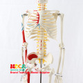 85CM Full size human Anatomical Anatomy Skeleton Model Pillar type Medical teaching equipment Medical Science