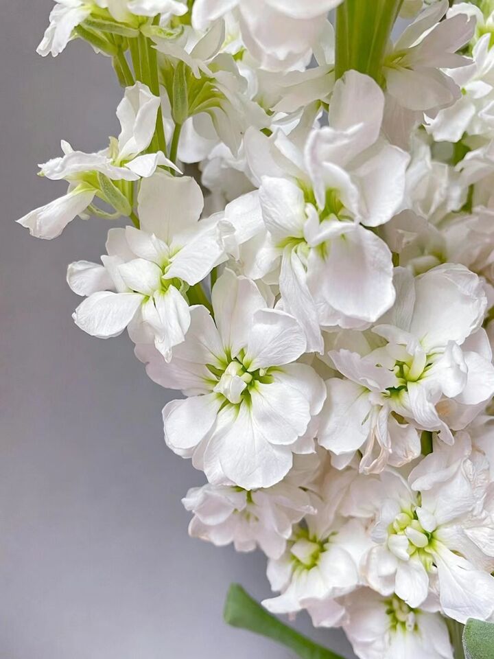 White Violet