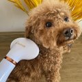 2-In-1 Portable Dog Hair Dryer And Comb Brush Electric Pet Grooming Cat Hair Comb Low Noise Dog Fur Blower