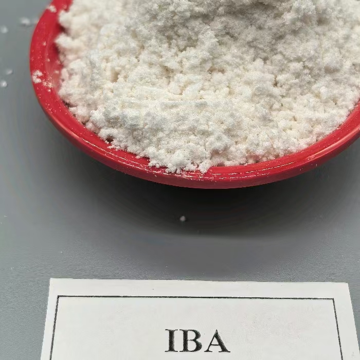 auxin IBA plant growth regulator  plant rooting