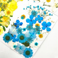 Pressed Flowers small Dried Flowers Scrapbooking dry DIY Preserved Flower Decoration Home Mini bloemen flores secas