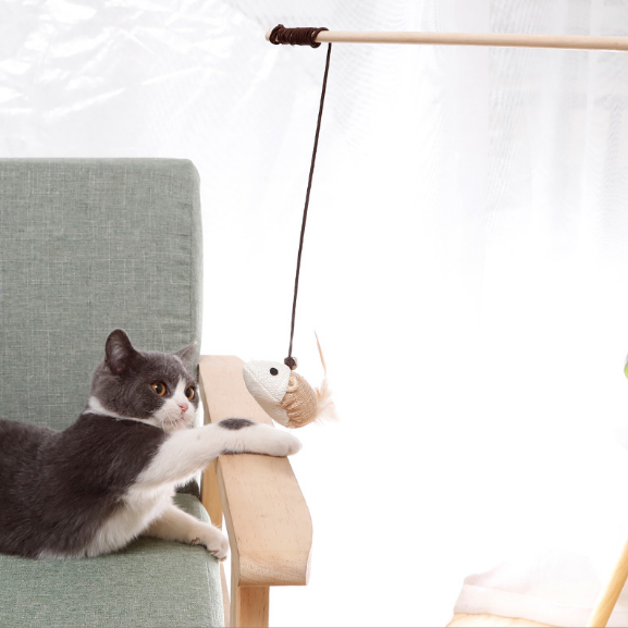 Cat Teasing Png
