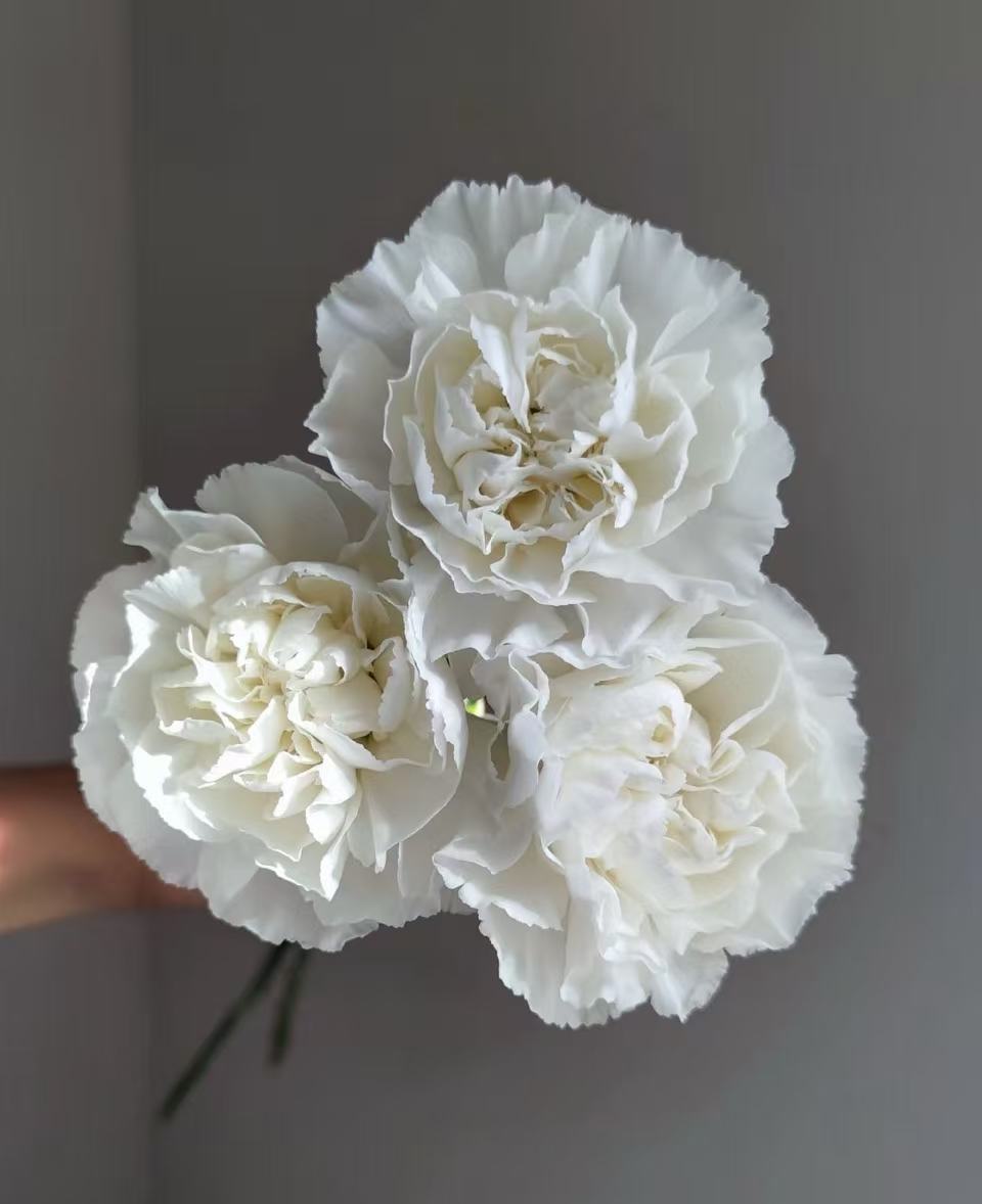 Single-headed carnation with white