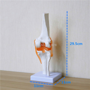 Human,Skeleton Knee Joint Anatomy Models Skeleton Model with Ligaments Joint Model Medical Science Teaching Supplies