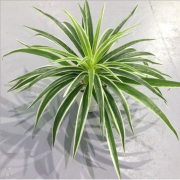 Artificial Plastic plants Chlorophytum Branch home decorative fake plants Indoor potted table decoration NO Pot