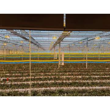 Plant LED Supplemental Lighting System