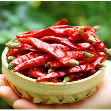Dried Red Chilies for Spice Powder