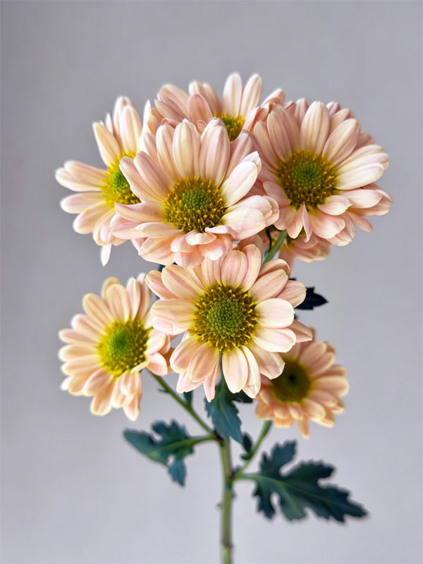 Spray chrysanthemum Aizhibin