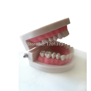 Medical teaching tool Teeth model dental model Special decoration Clinic personalized decorative Figurines