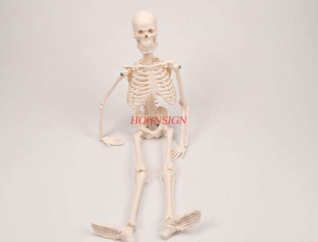 Human skeleton model medical medicine teaching