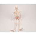 Human skeleton model medical medicine teaching