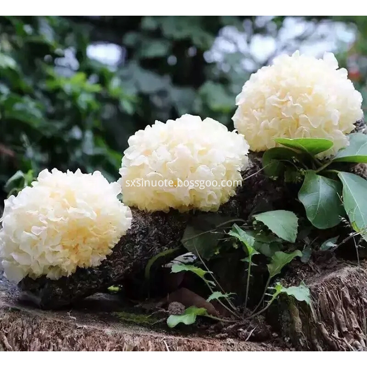 Tremella Fuciformis Extract