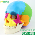 22 Parts 1:1 Life Size Medical Humans Skull Model Micro Plastic Surgery Stomatology Head Detachable with English Manual