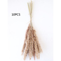 Reed 10PCS