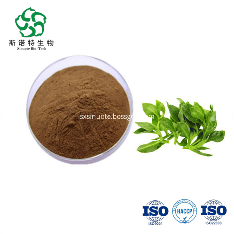 Andrographis Paniculata Extract