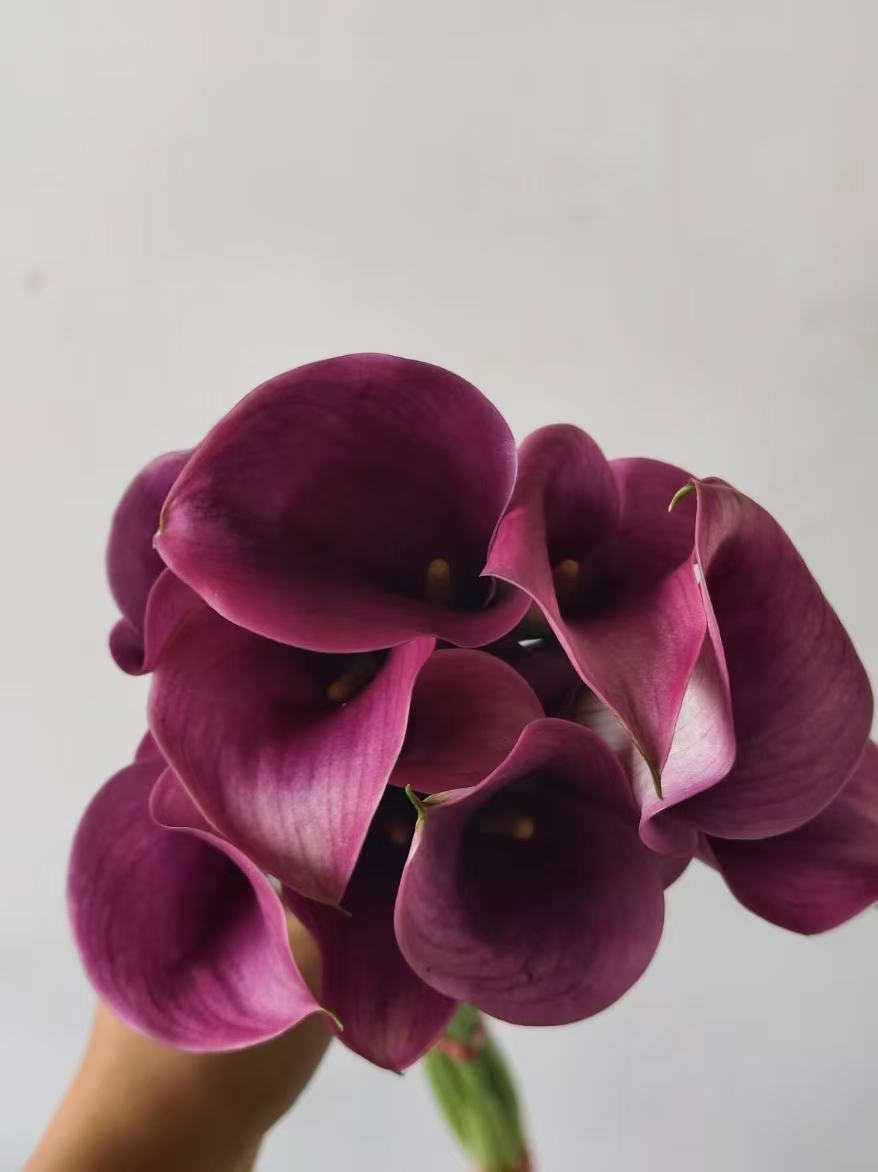 Dark purple calla lily3