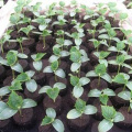 Onnfang100pcs 30mm Peat Pellets Plant Seedling Soil Blocks Starting Plugs Garden Tools for Indoor Home Gardening Greenhouse