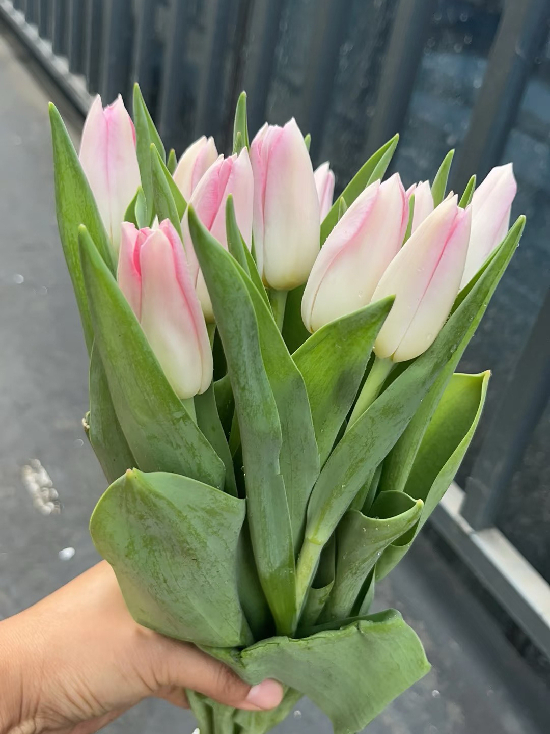 Fresh cut Tulip Dynasty