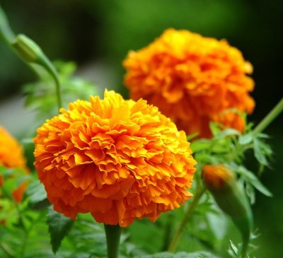 Tagetes Erecta Extract2