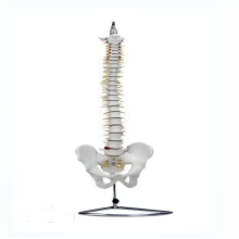 Natural model of large spine with pelvis