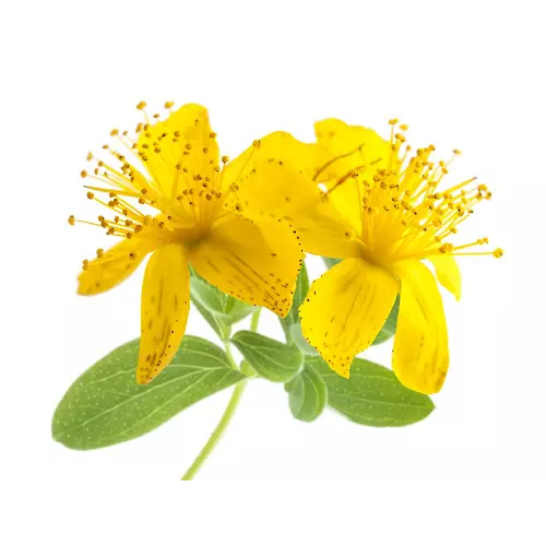 Hot Sale Hypericin0.3% St John's Wort Extract for Sale, Offer Hot Sale Hypericin0.3% St John's Wort Extract