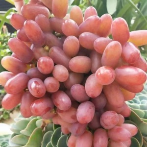 Fairy Blush Juicy Fresh Red Grape
