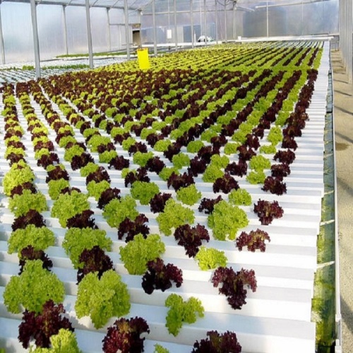 Agricultural Flat Hydroponic Commercial Hydroponics Manufacturers and Agricultural Flat Hydroponic Commercial Hydroponics Suppliers