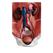 Human Urinary System Anatomy Model