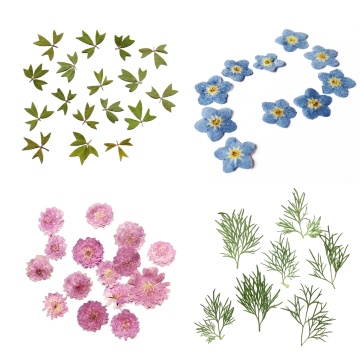 10pcs Pressed Real Dried Flower Vivid Dry Leaves for DIY Crafts Bookmark Card Making Phone Case Embellishment Supplies