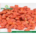 Freeze-drying Ningxia Red Goji Berries