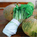 Creative Umbrella Fashion Fresh Simulation Cabbage Lettuce Umbrella Fruits and Vegetables Children Umbrellas
